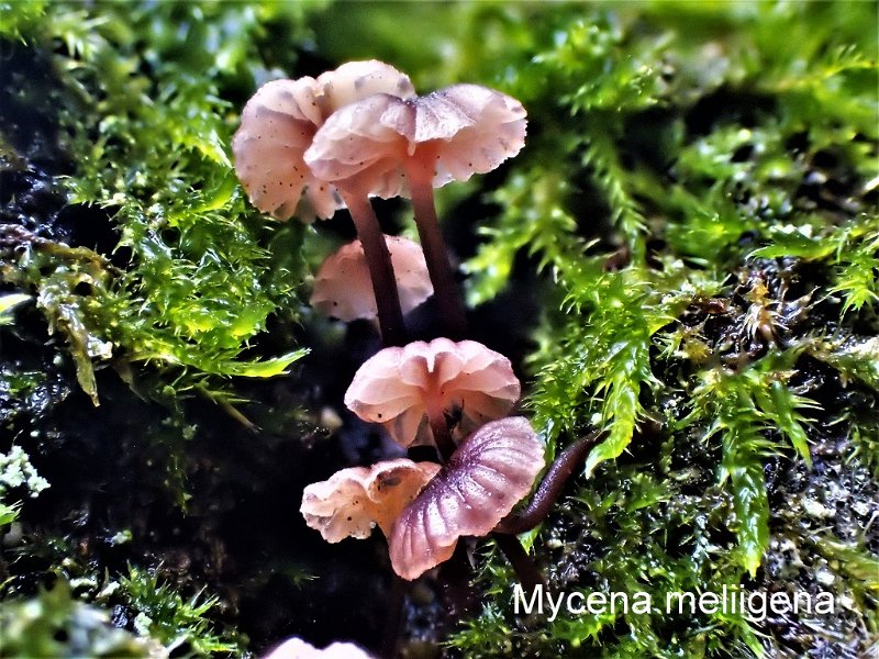 Mycena meliigena-amf2094.jpg
